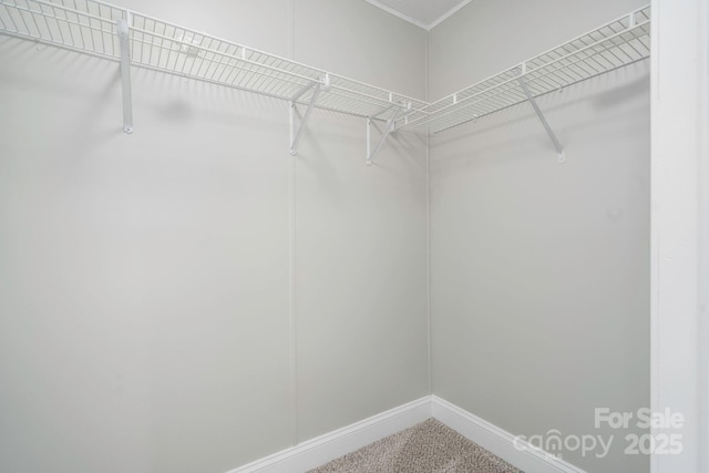 spacious closet featuring carpet