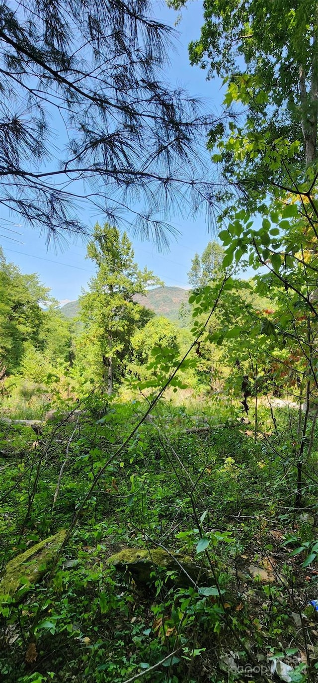 view of local wilderness