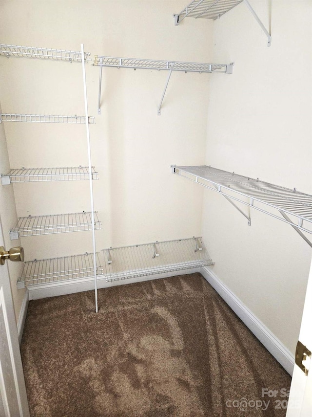 walk in closet with carpet flooring