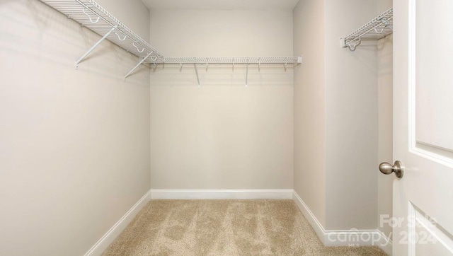 walk in closet with carpet flooring