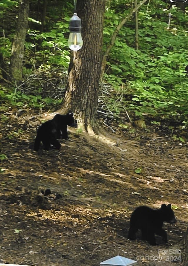 view of local wilderness