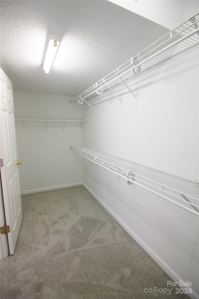 spacious closet featuring carpet flooring