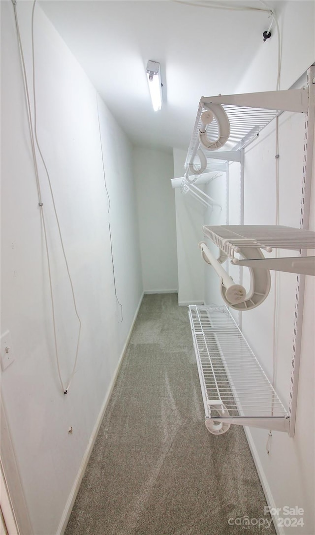 walk in closet featuring carpet flooring