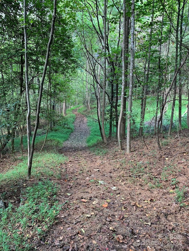 view of local wilderness