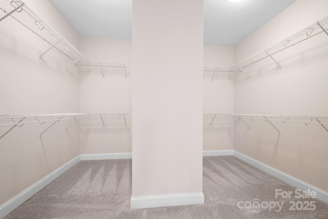 spacious closet featuring carpet floors