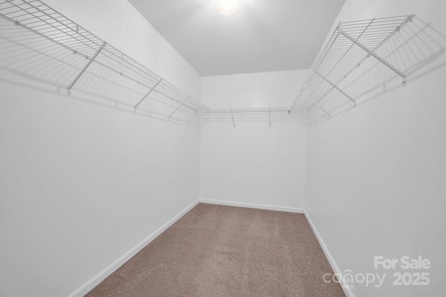 walk in closet with carpet floors