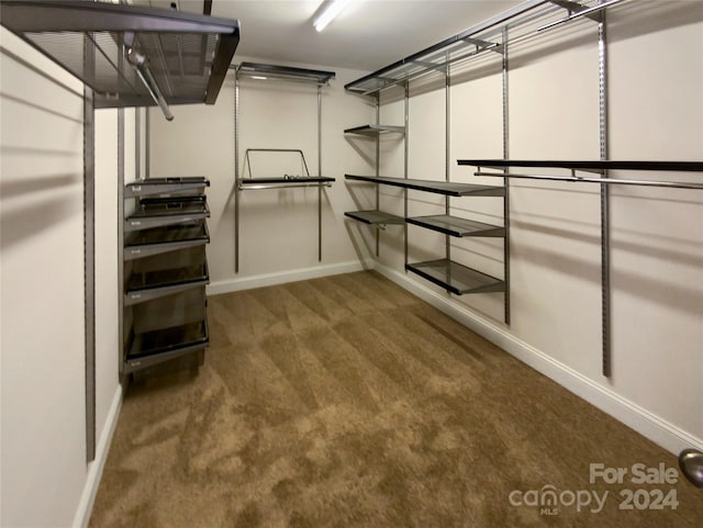 walk in closet with carpet flooring