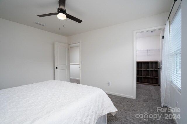 bedroom with a spacious closet, a closet, ceiling fan, and carpet floors