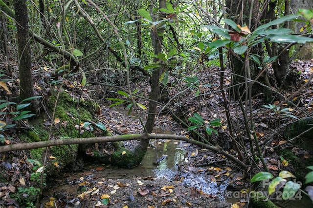 view of local wilderness