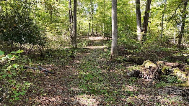 view of local wilderness