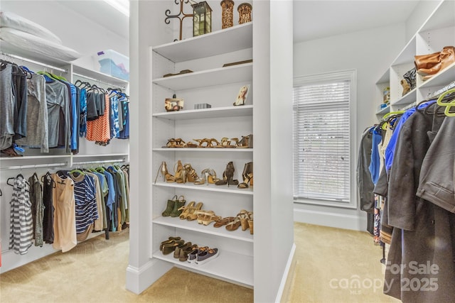 walk in closet with carpet floors