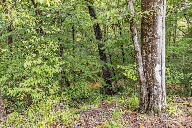 view of local wilderness