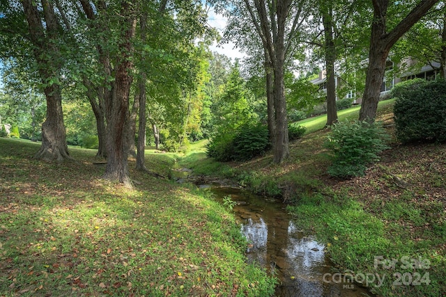 view of local wilderness