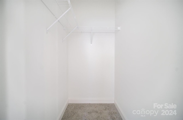 walk in closet with carpet floors