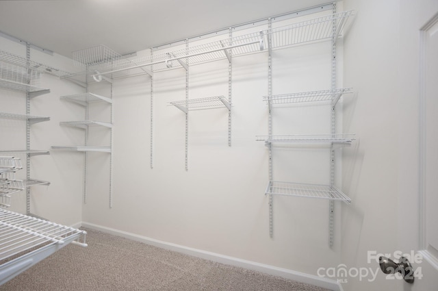 walk in closet featuring carpet floors