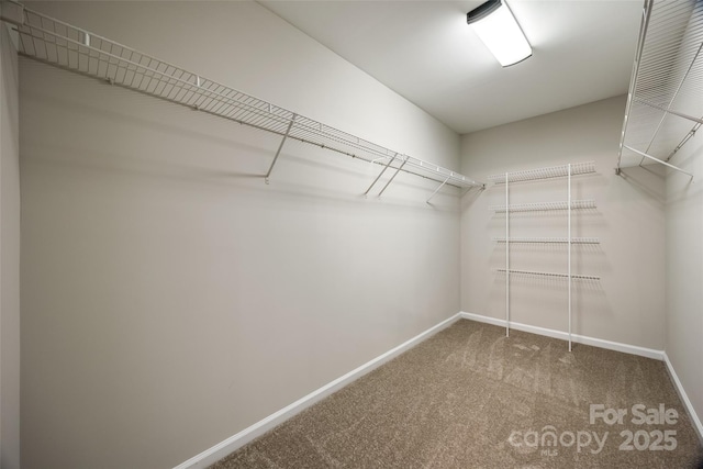 spacious closet featuring carpet