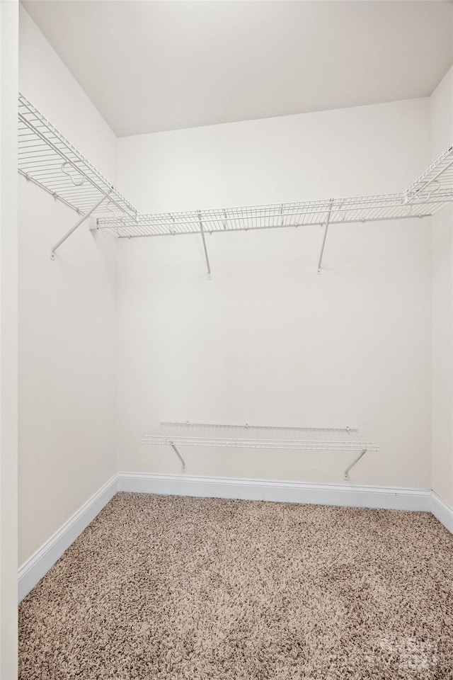 walk in closet featuring carpet