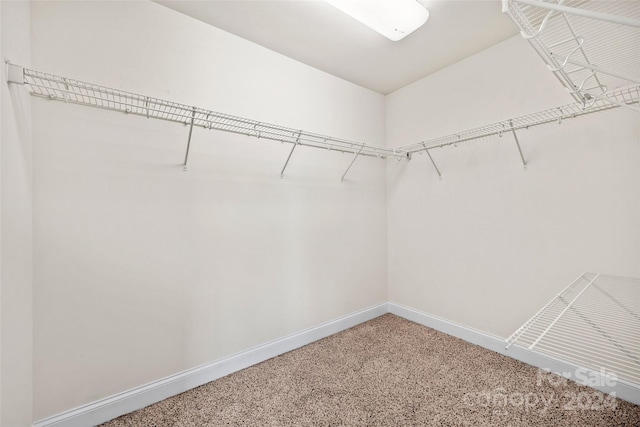 walk in closet with carpet flooring