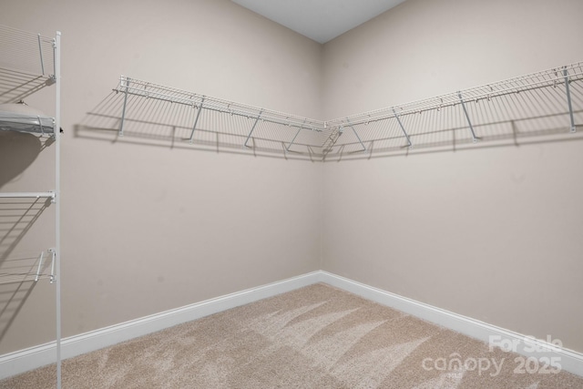 spacious closet featuring carpet flooring