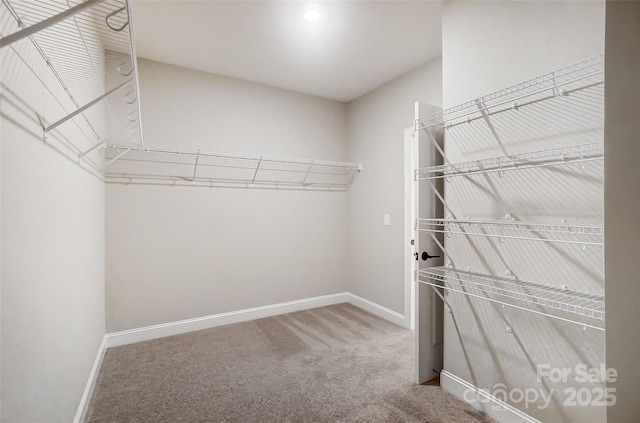 spacious closet with carpet