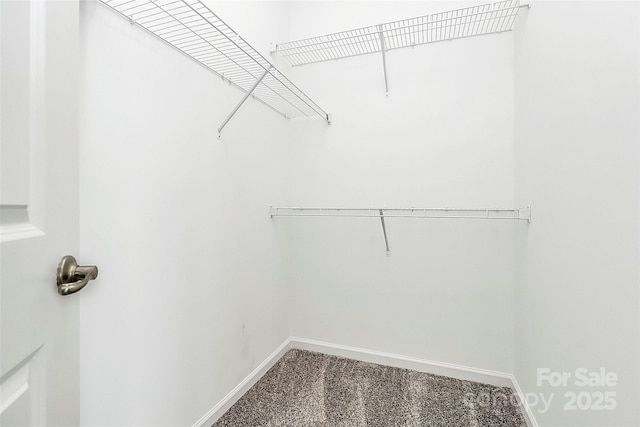 walk in closet with carpet flooring