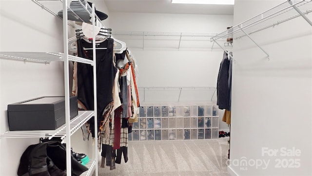 spacious closet featuring carpet flooring