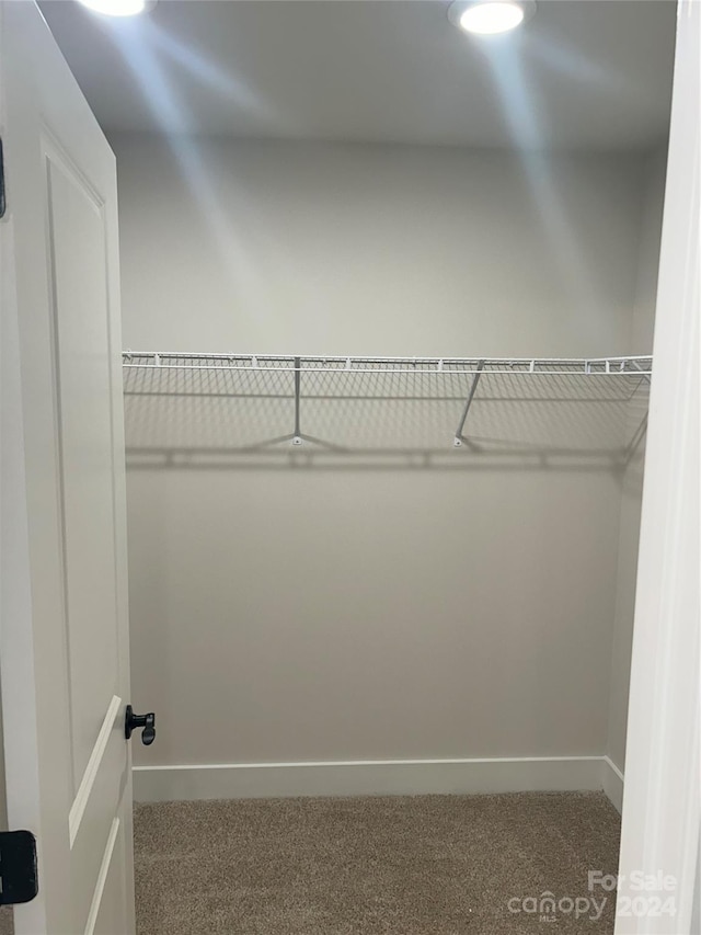 spacious closet featuring carpet