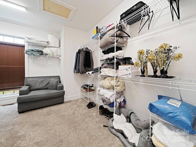 spacious closet featuring carpet floors