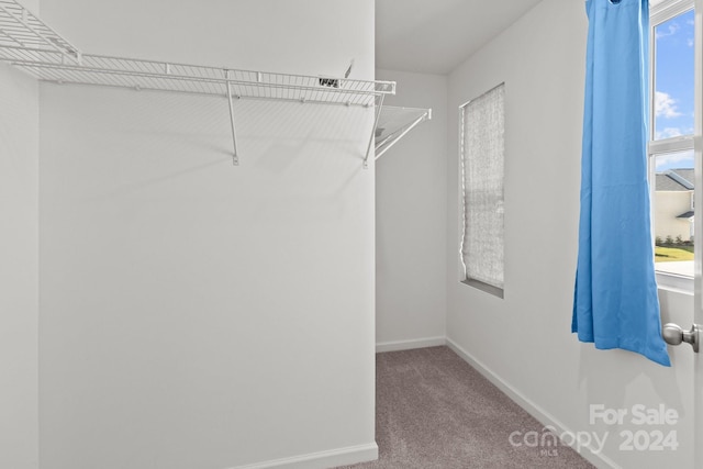 walk in closet featuring carpet floors