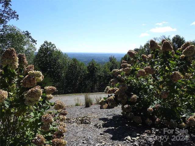 view of local wilderness