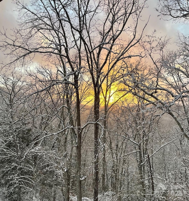 view of local wilderness