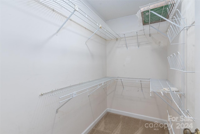 spacious closet featuring carpet floors