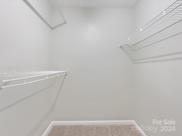 spacious closet featuring carpet