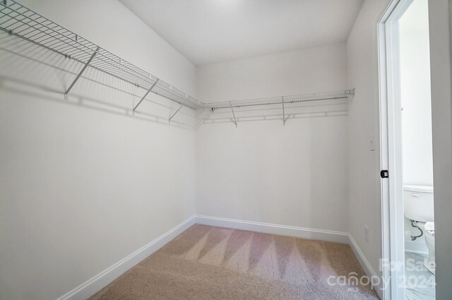 spacious closet featuring carpet floors