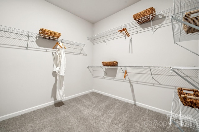 walk in closet featuring carpet flooring