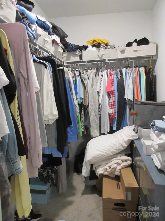 spacious closet featuring carpet flooring