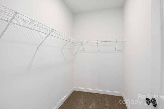 spacious closet with carpet floors