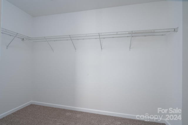 walk in closet featuring carpet flooring