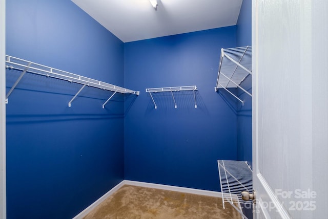 walk in closet featuring carpet floors