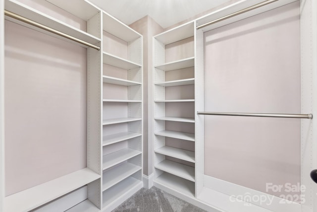 walk in closet with carpet flooring