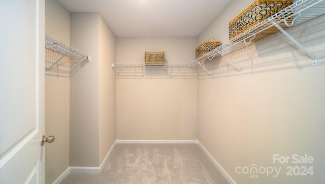 spacious closet featuring carpet flooring