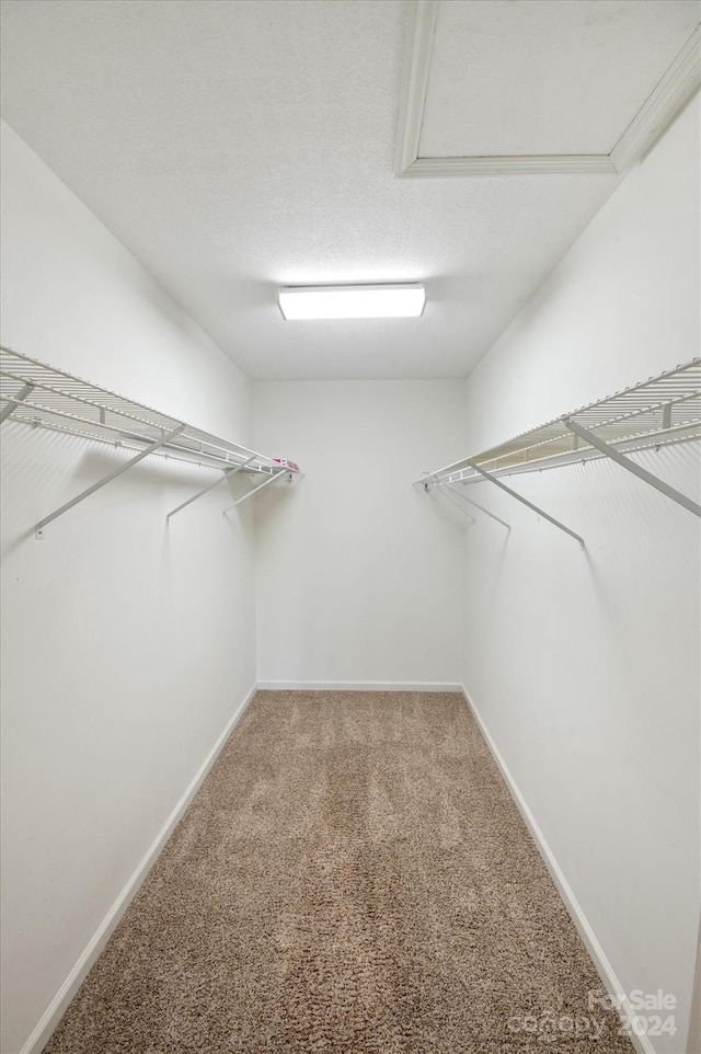 spacious closet featuring carpet floors