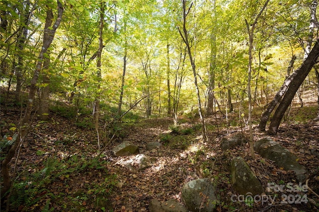 view of local wilderness