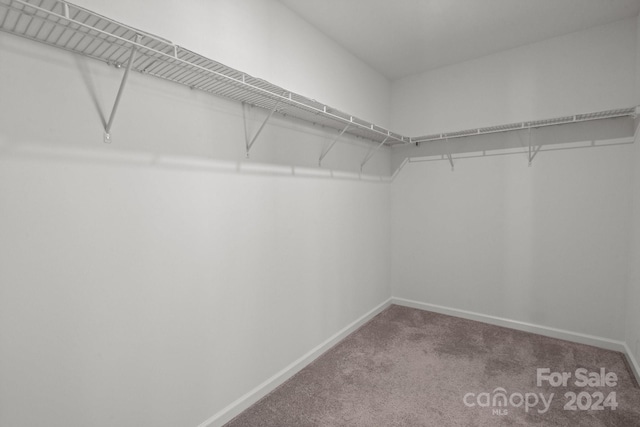 walk in closet with carpet floors