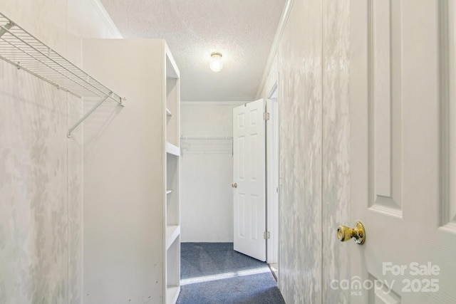 walk in closet featuring carpet flooring