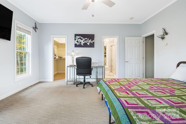 bedroom with carpet, ceiling fan, ornamental molding, a closet, and a walk in closet