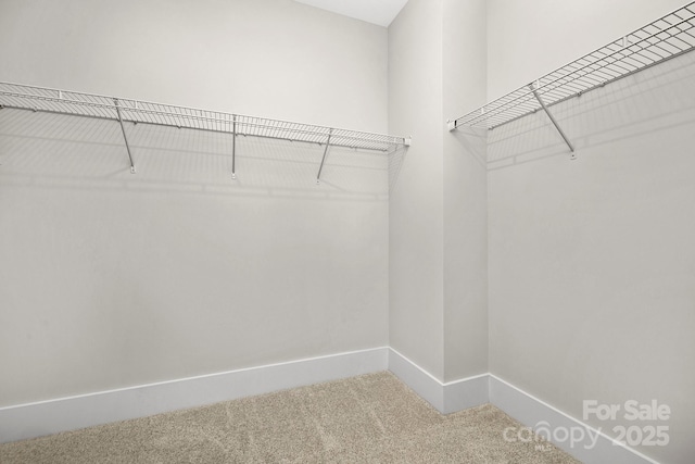 spacious closet featuring carpet floors