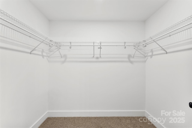 walk in closet with carpet flooring