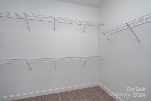 walk in closet with carpet floors