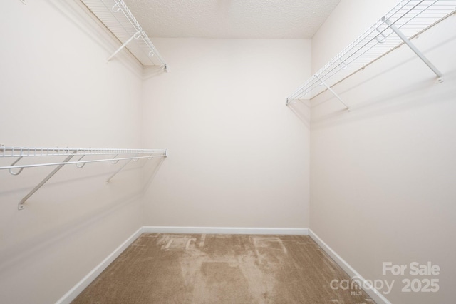 walk in closet featuring carpet